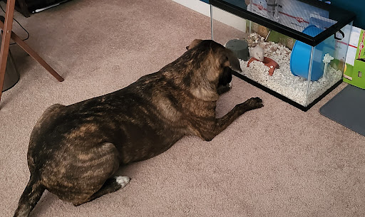 Pet Supply Store «Pet Supplies Plus», reviews and photos, 543 N Foothills Plaza Dr, Maryville, TN 37801, USA