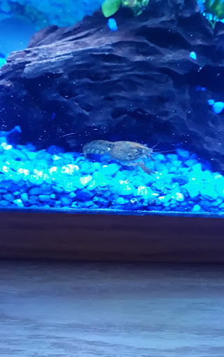 Pet Supply Store «Pet Supermarket», reviews and photos, 4100 N Wickham Rd #117, Melbourne, FL 32935, USA