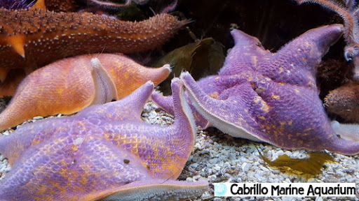 Aquarium «Cabrillo Marine Aquarium», reviews and photos, 3720 Stephen M White Dr, San Pedro, CA 90731, USA