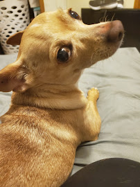 Quarry Hill Park Animal Hospital - Photo 9 - Car repair in Rochester, MN, Rochester