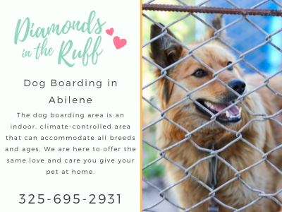 Kennel Abilene