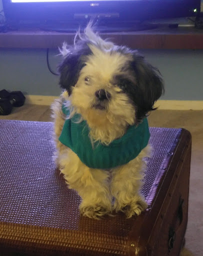 Pet Store «Liberty Agway Pet Center», reviews and photos, 11 Bon Jovi Ln, Liberty, NY 12754, USA