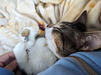 Chico Cat Cafe - Photo 9 - Car repair in Chico, CA, Chico