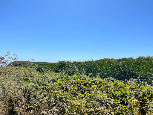 Public Beach «Four Mile Beach», reviews and photos, 3810 Coast Rd, Santa Cruz, CA 95060, USA