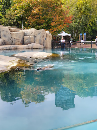 Zoo «Kovler Sea Lion Pool», reviews and photos, 2001 N Clark St, Chicago, IL 60614, USA