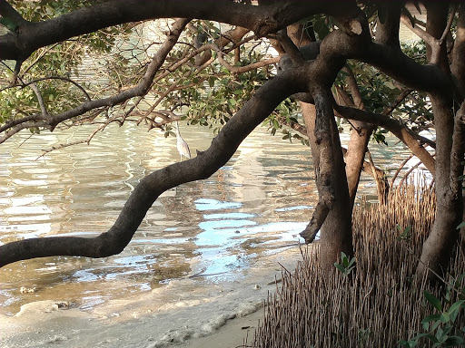 Nature Preserve «Manatee Viewing Center», reviews and photos, 6990 Dickman Rd, Apollo Beach, FL 33572, USA