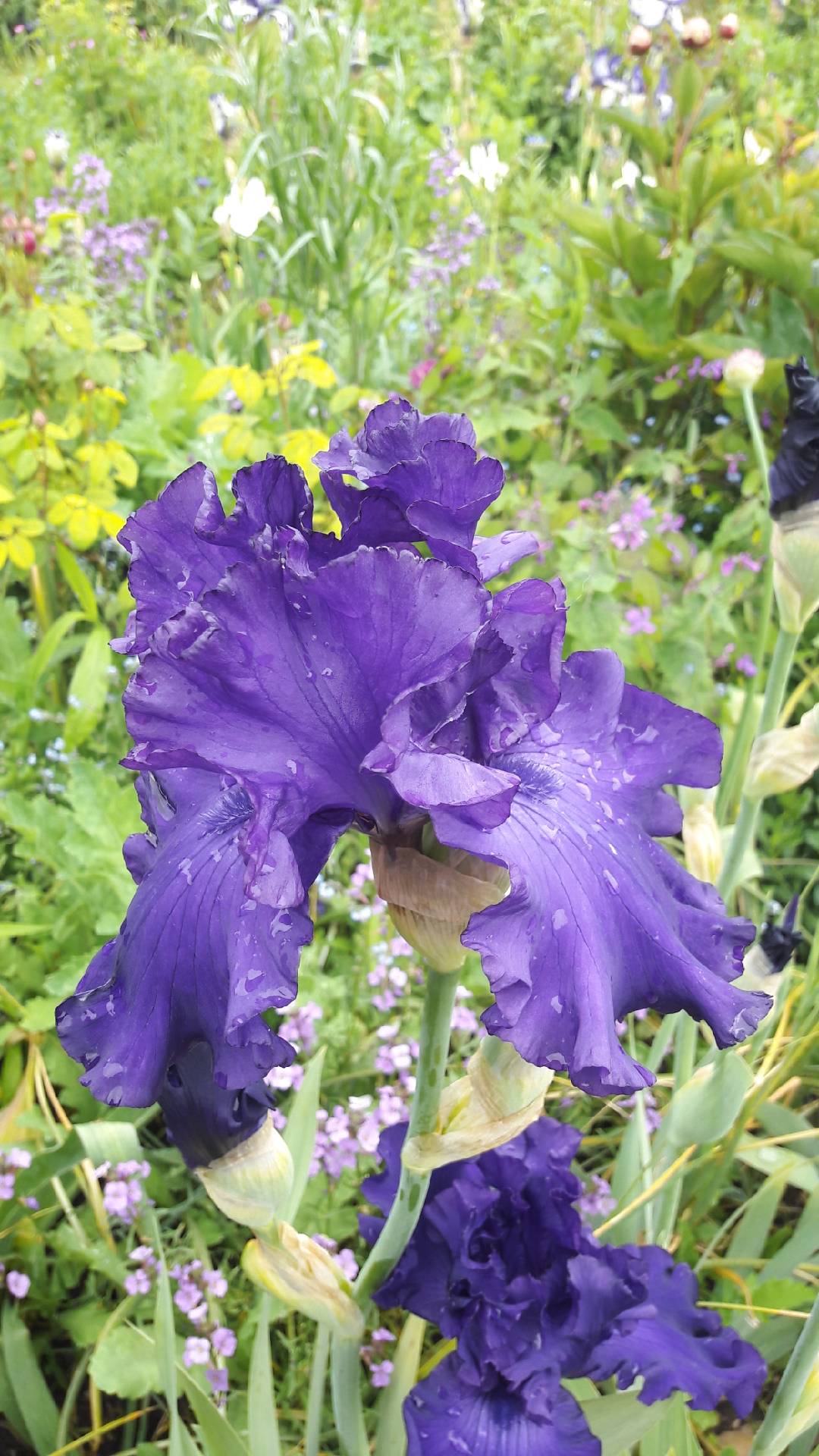 Photo n° 4 de l'avis de Olive.. fait le 19/05/2019 à 15:09