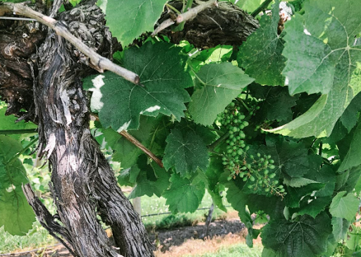 Vineyard «Noboleis Vineyards», reviews and photos, 100 Hemsath Rd, Augusta, MO 63332, USA