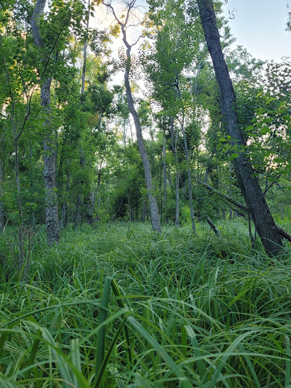 Dillard Wetlands Hidden Forest