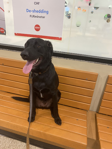 Dog Trainer «Off Leash K9 Training, Charlottesville», reviews and photos, 8782 Seminole Trail, Ruckersville, VA 22968, USA