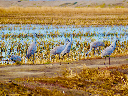 Nature Preserve «Woodbridge Ecological Reserve», reviews and photos, 7730 W Woodbridge Rd, Lodi, CA 95242, USA