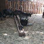 Photo n°2 de l'avis de Paola. fait le 02/07/2021 à 19:36 sur le  Parc Gallorose à Loc. Cedrino