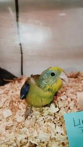 Pet Store «Birds & Beasts Pet Shop», reviews and photos, 35 Berkshire Dr # 18, Crystal Lake, IL 60014, USA