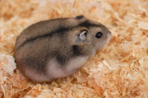Places to buy a hamster Luton