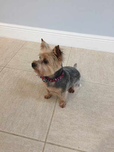 Pet Groomer «ITIG Happy Dog Wash», reviews and photos, 6465 S Chickasaw Trail, Orlando, FL 32829, USA