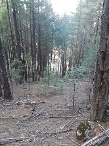 Golf Course «Adams Springs Golf Course», reviews and photos, 14347 Snead Ct, Cobb, CA 95426, USA