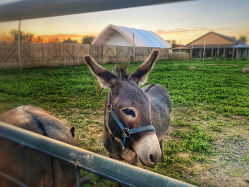 Farm «Wild Hearts Zoo - African Farm and Petting Zoo», reviews and photos, 8079 Salem Rd, Lewisburg, OH 45338, USA
