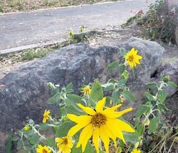 El Jardín Ray photo