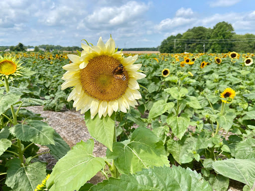 Fruit and Vegetable Store «Henley Farm», reviews and photos, 3513 Charity Neck Rd, Virginia Beach, VA 23456, USA