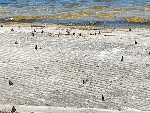 National Forest «Umpqua National Forest», reviews and photos, 1121 Houser Ct, Idleyld Park, OR 97447, USA