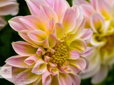 Florist «Dundalk Florist», reviews and photos, 7233 German Hill Rd, Dundalk, MD 21222, USA