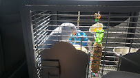 Abriana´s Pet Shop - Photo 2 - Car repair in Oklahoma City, OK, Oklahoma City