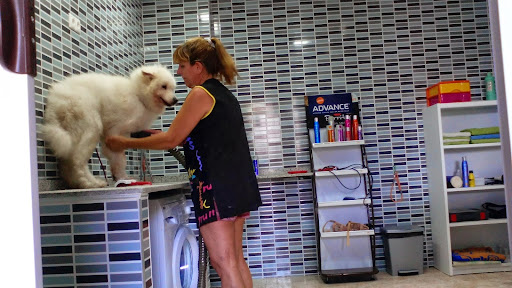 Veterinario Y Peluquería Canina El Gos Pelat