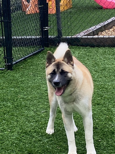 Pet Groomer «The Pet Set - Buckhead», reviews and photos, 2480 Briarcliff Rd NE #3, Atlanta, GA 30329, USA