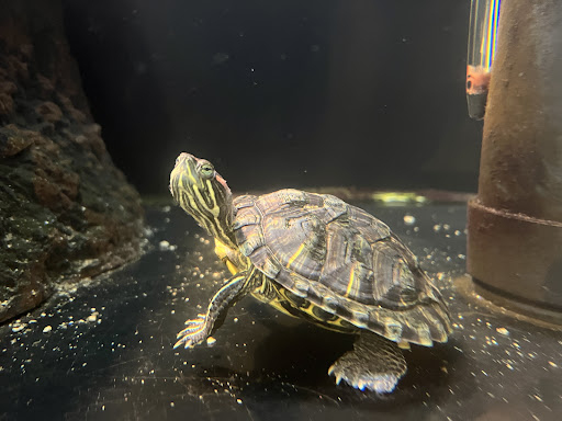 Pet Supply Store «Petco Animal Supplies», reviews and photos, 3055 N President George Bush Hwy, Garland, TX 75040, USA