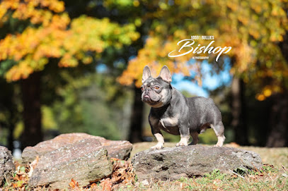 Hudson Valley French Bulldogs