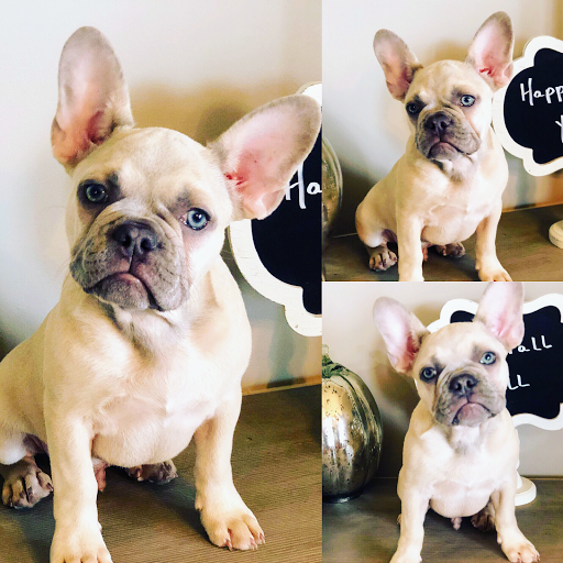 Le Petit Frenchies French Bulldogs