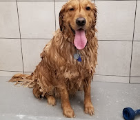 Pet Supplies Plus Fort Wayne - West - Photo 9 - Car repair in Fort Wayne, IN, Fort Wayne