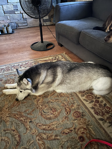 Pet Supply Store «PetSmart», reviews and photos, 2997 Max Ave, Bozeman, MT 59718, USA