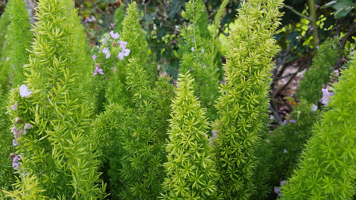 Coffee Shop «Sugar Bean Coffee and Cream», reviews and photos, 11 Evia Main, Galveston, TX 77554, USA