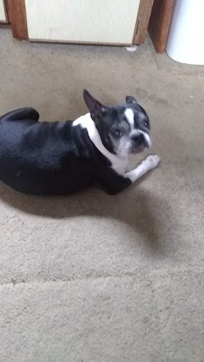 Pet Supply Store «The Grooming Place Pet Shop», reviews and photos, 1713 Main St, Chester, MD 21619, USA