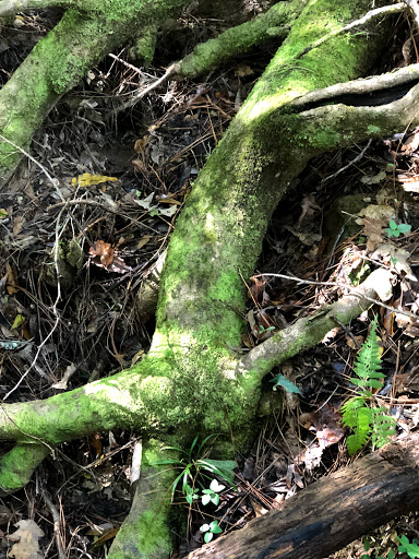 Nature Preserve «MaryAnn Brown Nature Preserve», reviews and photos, 13515 LA-965, St Francisville, LA 70775, USA