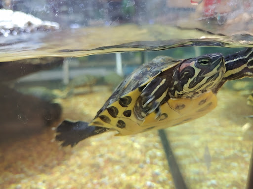 Pet Supply Store «Petco Animal Supplies», reviews and photos, 195 E 12300 S, Draper, UT 84020, USA