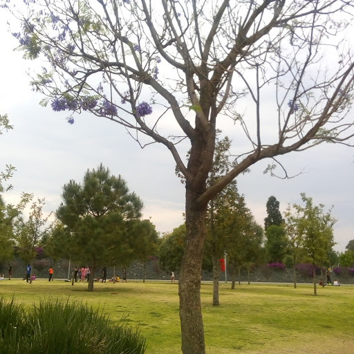 Parques hacer picnic Ciudad de Mexico