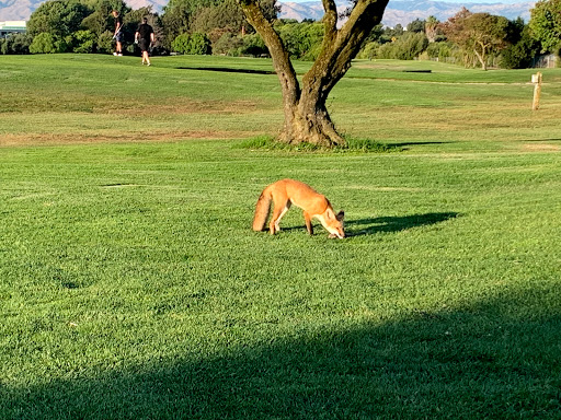 Golf Course «Sunnyvale Golf Course», reviews and photos, 605 Macara Ave, Sunnyvale, CA 94085, USA