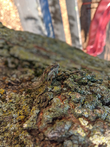 Park «Paschen Park», reviews and photos, 1932 W Lunt Ave, Chicago, IL 60626, USA