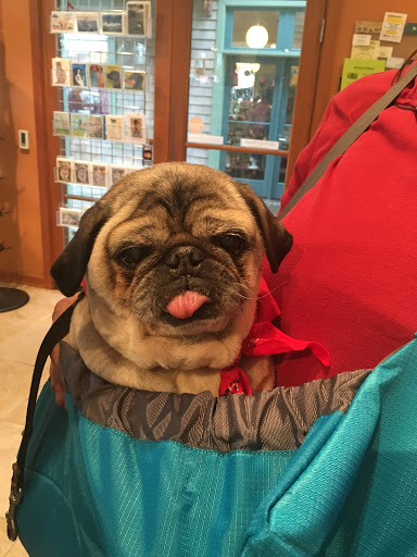 Pet Store «Four Paws on the Beach», reviews and photos, 144 Laneda Ave, Manzanita, OR 97130, USA