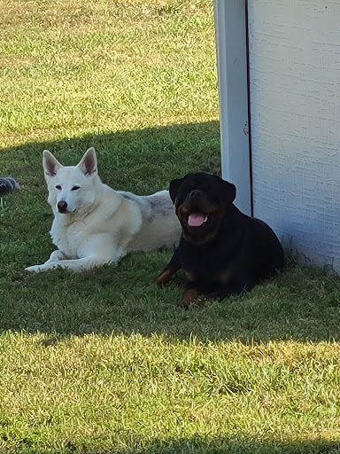 Dog Trainer «Sit Means Sit», reviews and photos, 1105 Touby Pike, Kokomo, IN 46901, USA