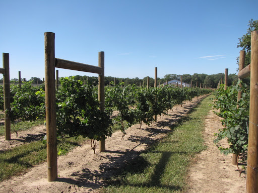 Winery «Salted Vines Vineyard & Winery», reviews and photos, 32512 Rd 374, Frankford, DE 19945, USA
