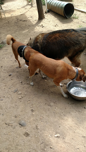 Dog Park «Forest Park Dog Run», reviews and photos, 8445 Park Ln S, Woodhaven, NY 11421, USA