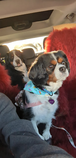 Pet Store «Healthy Pets Mountain West», reviews and photos, 2352 Fort Union Blvd, Cottonwood Heights, UT 84121, USA