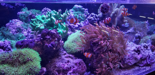 Tropical Fish Store «All Things Aquariums», reviews and photos, 30789 SW Boones Ferry Rd k, Wilsonville, OR 97070, USA