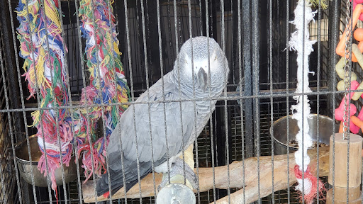 Miniature Golf Course «Golf N Gator», reviews and photos, 6355 N Atlantic Ave, Cape Canaveral, FL 32920, USA