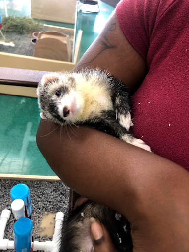 Pet Store «Petland Lewis Center», reviews and photos, 86 Meadow Park Ave, Lewis Center, OH 43035, USA