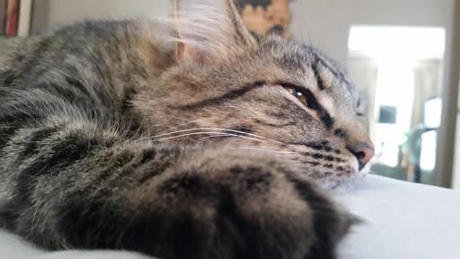 Pet Supply Store «Petco Animal Supplies», reviews and photos, 3060 Evans St #105, Greenville, NC 27834, USA