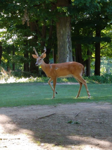 Golf Course «Green Ridge Public Golf Course», reviews and photos, 29150 Ridge Rd, Wickliffe, OH 44092, USA